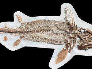 Replica supine Ichthyosaur from North Somerset, UK