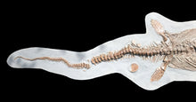 Load image into Gallery viewer, Replica supine Ichthyosaur from North Somerset, UK