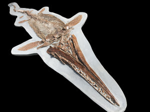 Replica supine Ichthyosaur from North Somerset, UK