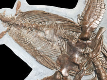 Load image into Gallery viewer, Replica supine Ichthyosaur from North Somerset, UK
