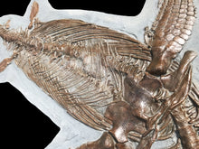 Load image into Gallery viewer, Replica supine Ichthyosaur from North Somerset, UK