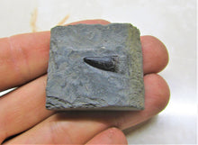 Load image into Gallery viewer, Jurassic ichthyosaur tooth from Lyme Regis