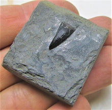 Load image into Gallery viewer, Jurassic ichthyosaur tooth from Lyme Regis