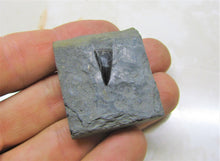 Load image into Gallery viewer, Jurassic ichthyosaur tooth from Lyme Regis