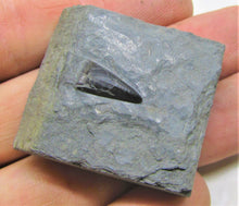 Load image into Gallery viewer, Jurassic ichthyosaur tooth from Lyme Regis