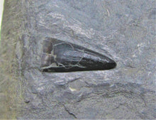 Load image into Gallery viewer, Jurassic ichthyosaur tooth from Lyme Regis