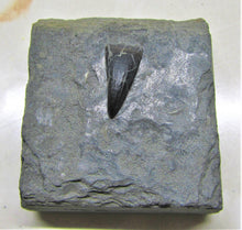 Load image into Gallery viewer, Jurassic ichthyosaur tooth from Lyme Regis