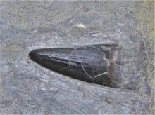 Load image into Gallery viewer, Jurassic ichthyosaur tooth from Lyme Regis
