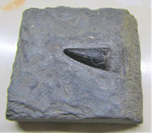 Load image into Gallery viewer, Jurassic ichthyosaur tooth from Lyme Regis
