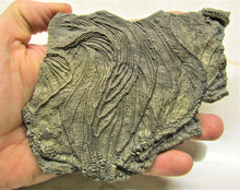 Load image into Gallery viewer, Large golden pyrite crinoid head (155 mm) <em>Pentacrinites</em>