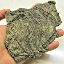 Load image into Gallery viewer, Large golden pyrite crinoid head (155 mm) <em>Pentacrinites</em>