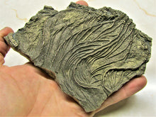 Load image into Gallery viewer, Large golden pyrite crinoid head (155 mm) <em>Pentacrinites</em>