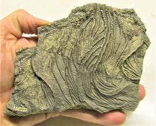 Load image into Gallery viewer, Large golden pyrite crinoid head (155 mm) <em>Pentacrinites</em>