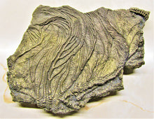 Load image into Gallery viewer, Large golden pyrite crinoid head (155 mm) <em>Pentacrinites</em>