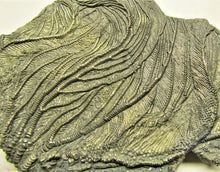 Load image into Gallery viewer, Large golden pyrite crinoid head (155 mm) <em>Pentacrinites</em>