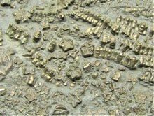 Load image into Gallery viewer, Large golden pyrite crinoid head (155 mm) <em>Pentacrinites</em>