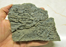 Load image into Gallery viewer, Large golden pyrite crinoid head (155 mm) <em>Pentacrinites</em>