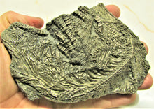 Load image into Gallery viewer, Large 3D golden pyrite crinoid (140 mm) <em>Pentacrinites</em>