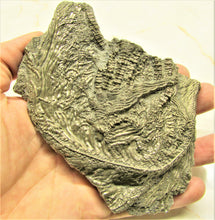 Load image into Gallery viewer, Large 3D golden pyrite crinoid (140 mm) <em>Pentacrinites</em>