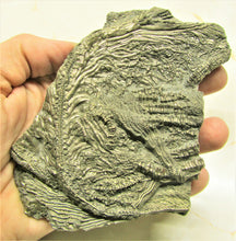 Load image into Gallery viewer, Large 3D golden pyrite crinoid (140 mm) <em>Pentacrinites</em>