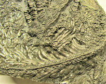 Load image into Gallery viewer, Large 3D golden pyrite crinoid (140 mm) <em>Pentacrinites</em>