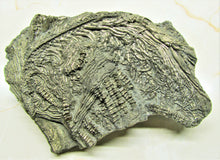 Load image into Gallery viewer, Large 3D golden pyrite crinoid (140 mm) <em>Pentacrinites</em>