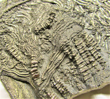 Load image into Gallery viewer, Large 3D golden pyrite crinoid (140 mm) <em>Pentacrinites</em>