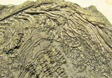 Load image into Gallery viewer, Large 3D golden pyrite crinoid (140 mm) <em>Pentacrinites</em>