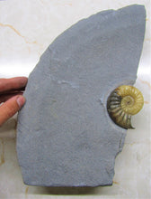 Load image into Gallery viewer, Large <em>Asteroceras obtusum</em> display ammonite