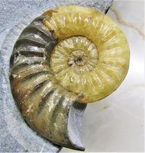 Load image into Gallery viewer, Large <em>Asteroceras obtusum</em> display ammonite