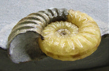 Load image into Gallery viewer, Large <em>Asteroceras obtusum</em> display ammonite