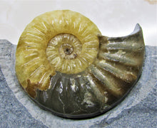 Load image into Gallery viewer, Large <em>Asteroceras obtusum</em> display ammonite