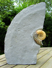 Load image into Gallery viewer, Large <em>Asteroceras obtusum</em> display ammonite