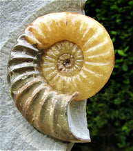 Load image into Gallery viewer, Large <em>Asteroceras obtusum</em> display ammonite