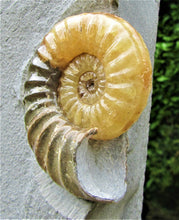 Load image into Gallery viewer, Large <em>Asteroceras obtusum</em> display ammonite