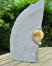 Load image into Gallery viewer, Large <em>Asteroceras obtusum</em> display ammonite