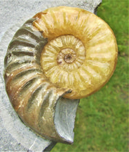 Load image into Gallery viewer, Large <em>Asteroceras obtusum</em> display ammonite
