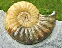 Load image into Gallery viewer, Large <em>Asteroceras obtusum</em> display ammonite