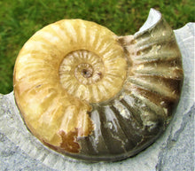 Load image into Gallery viewer, Large <em>Asteroceras obtusum</em> display ammonite