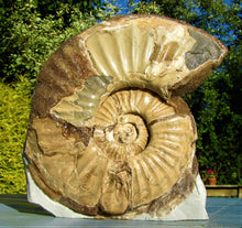 Load image into Gallery viewer, Large <em>Asteroceras stellare</em> display ammonite
