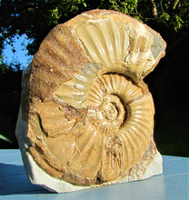 Load image into Gallery viewer, Large <em>Asteroceras stellare</em> display ammonite