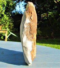 Load image into Gallery viewer, Large <em>Asteroceras stellare</em> display ammonite