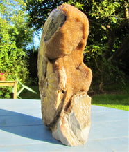 Load image into Gallery viewer, Large <em>Asteroceras stellare</em> display ammonite