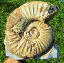 Load image into Gallery viewer, Large <em>Asteroceras stellare</em> display ammonite