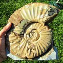 Load image into Gallery viewer, Large <em>Asteroceras stellare</em> display ammonite