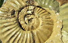 Load image into Gallery viewer, Large <em>Asteroceras stellare</em> display ammonite