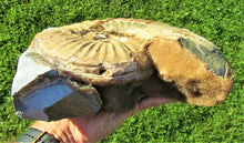 Load image into Gallery viewer, Large <em>Asteroceras stellare</em> display ammonite