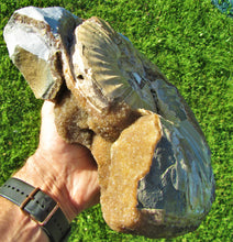 Load image into Gallery viewer, Large <em>Asteroceras stellare</em> display ammonite