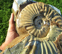 Load image into Gallery viewer, Large <em>Asteroceras stellare</em> display ammonite