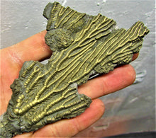 Load image into Gallery viewer, Complete pyrite crinoid (193 mm)